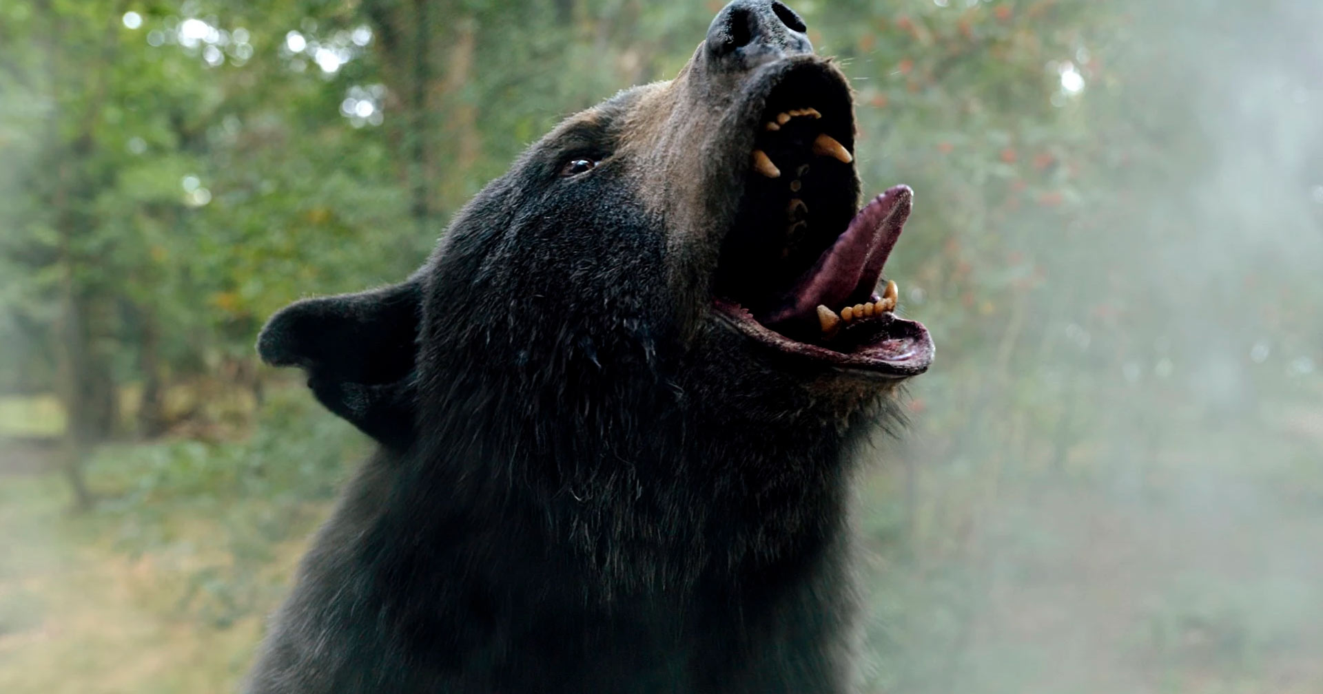 'O Urso do Pó Branco': Filme é inspirado em uma história real?