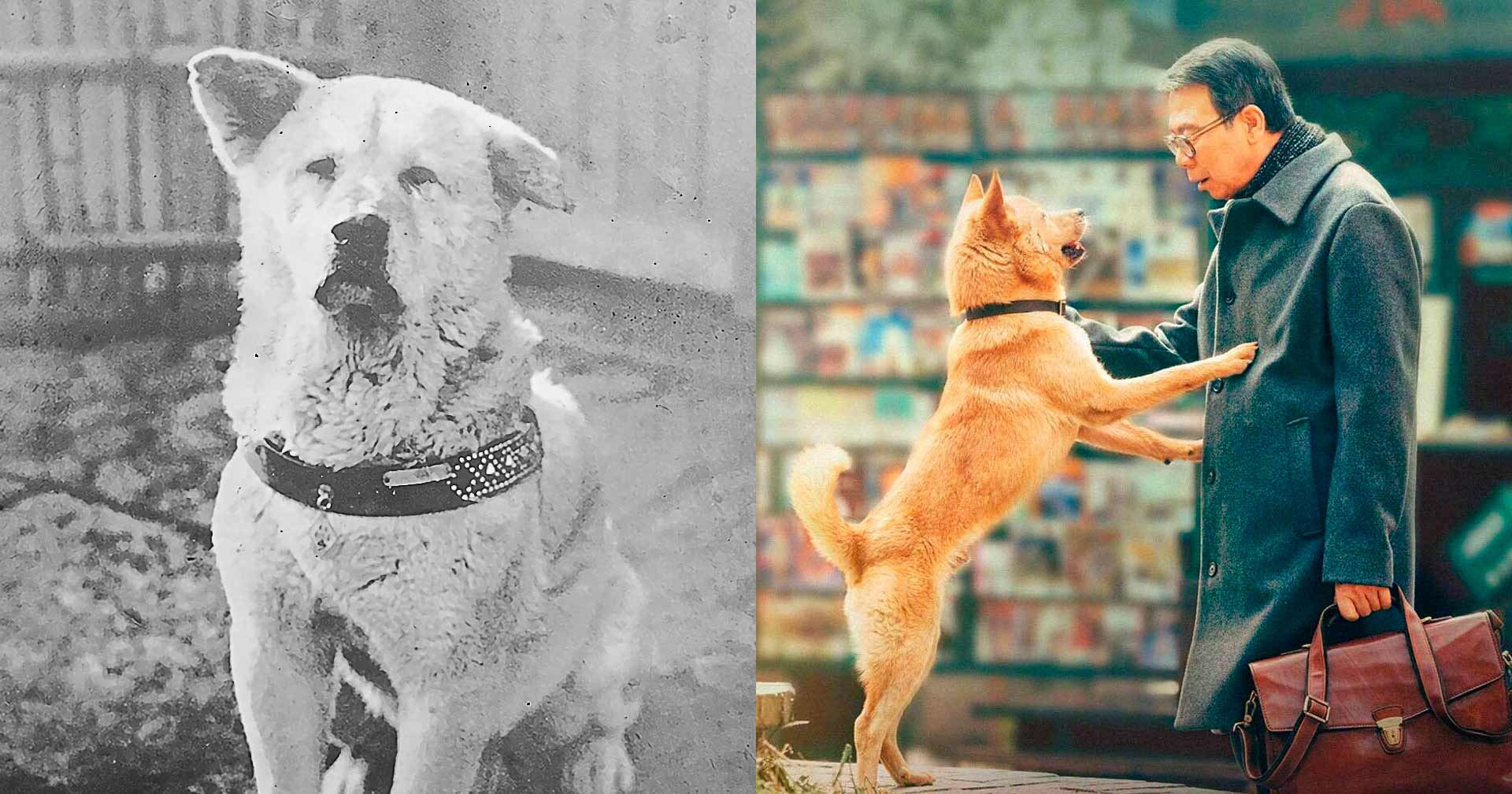 A emocionante história real do cão que inspirou o filme 'Hachiko: Para Sempre'
