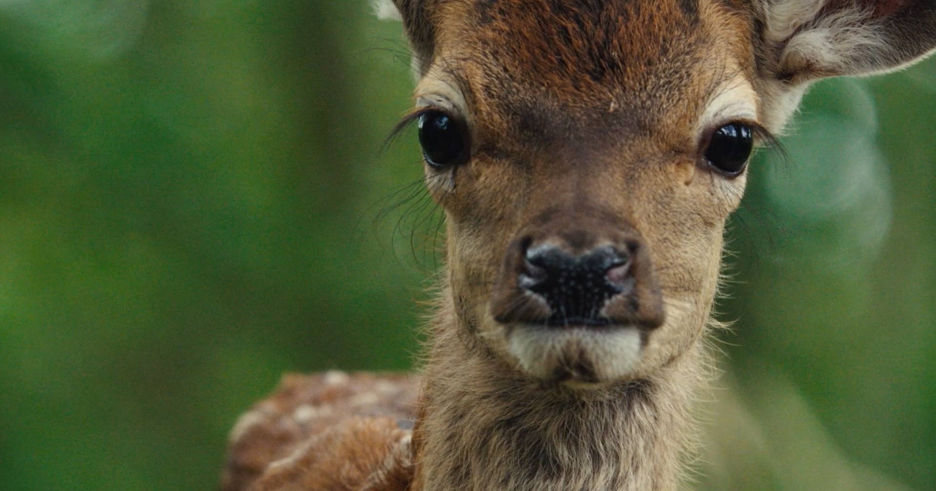 Assista ao trailer exclusivo de 'Bambi', live-action da clássica história que encantou gerações
