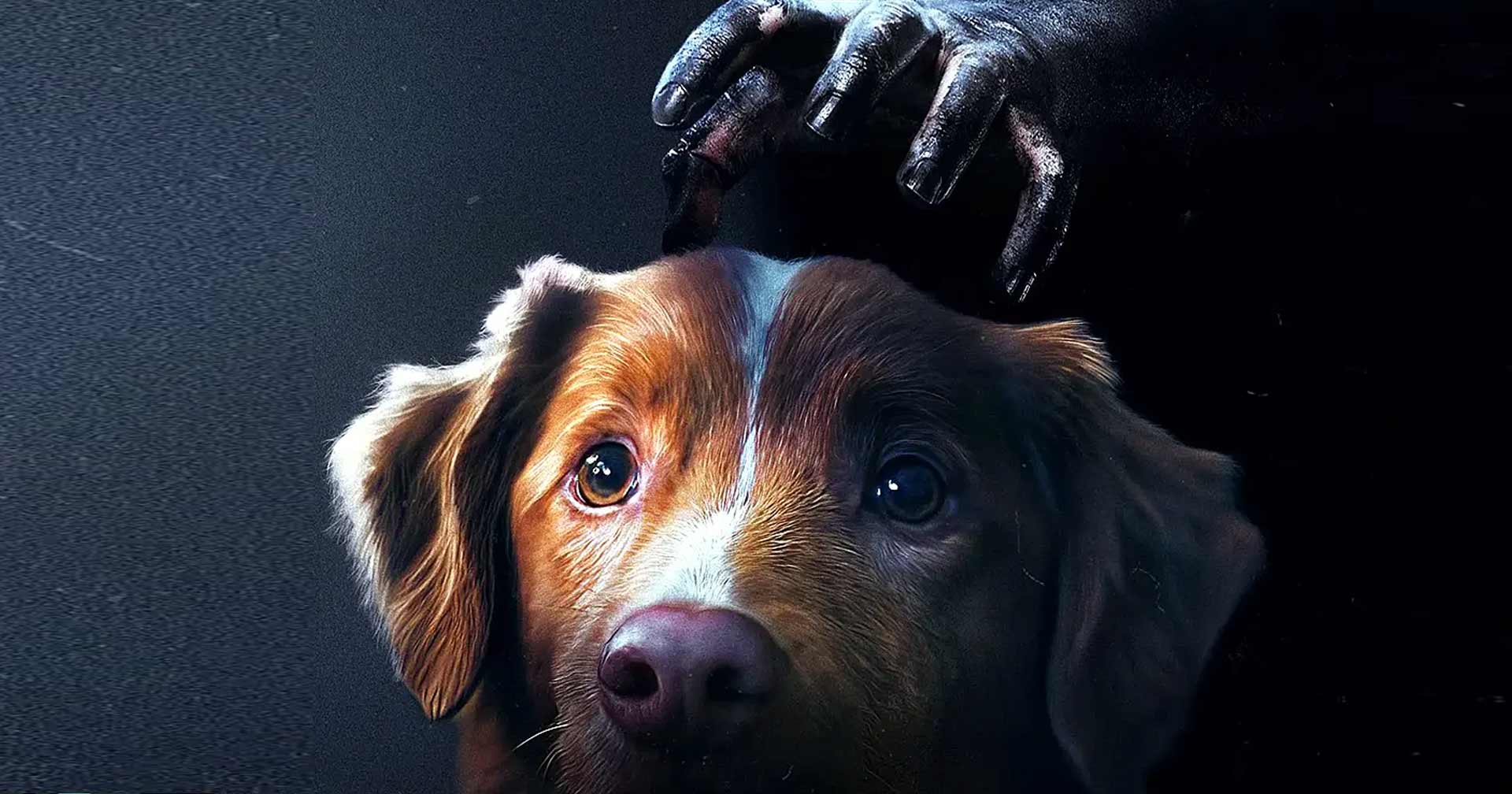 ‘Bom Menino’, terror contado do ponto de vista de um cachorro, ganha trailer; assista