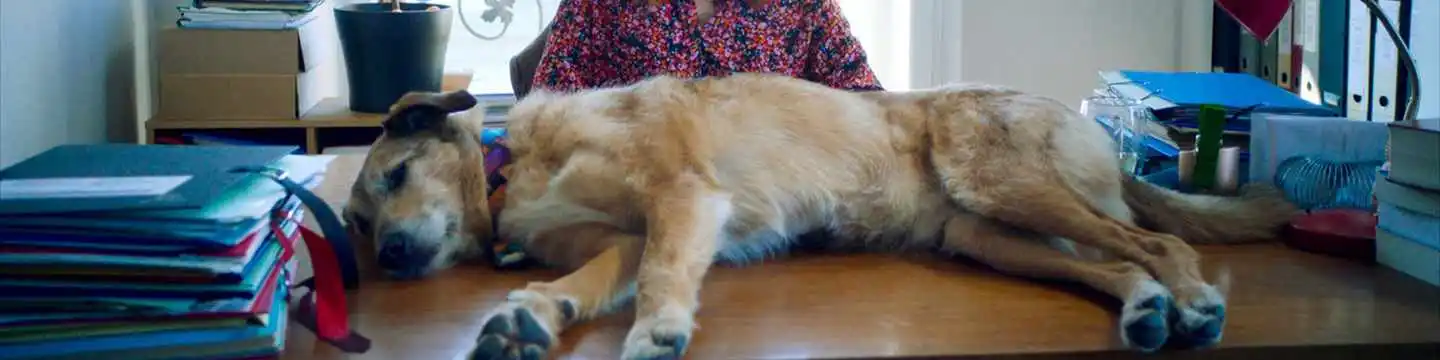 O Julgamento Do Cachorro